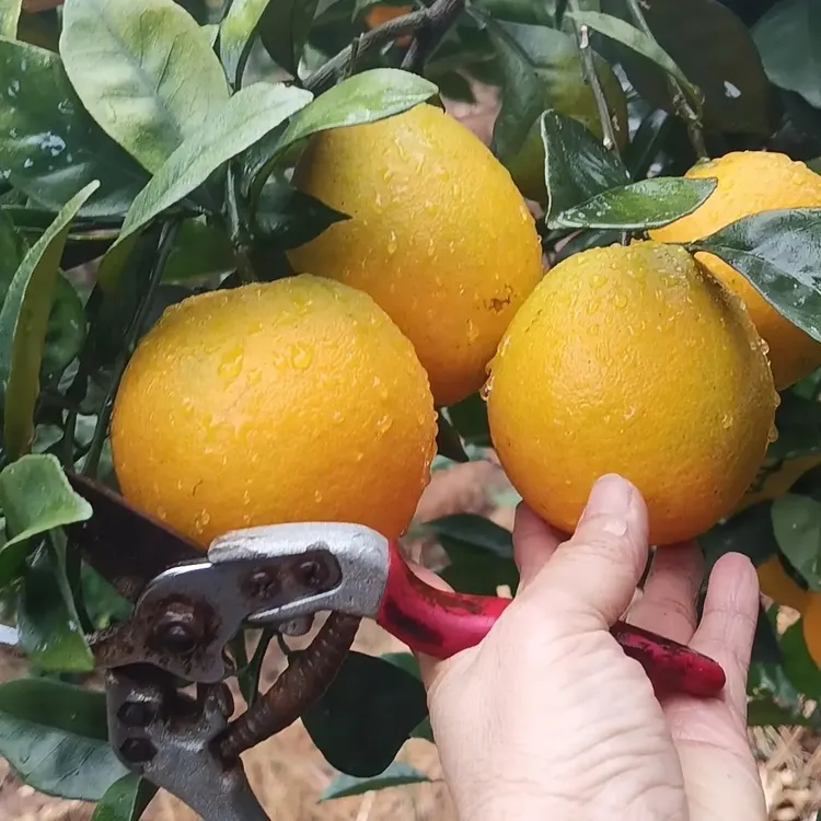 正宗赣南脐橙不催熟不泡药新鲜采摘产地直发带枝叶果10Kg装