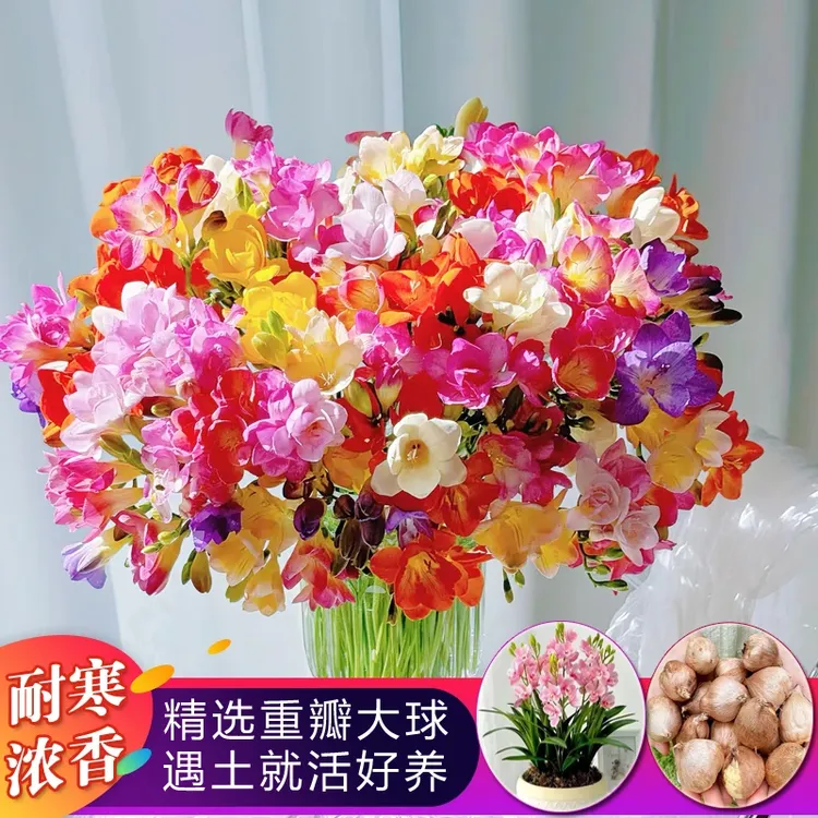 香雪兰大种球小苍兰耐寒浓香盆栽室内外花卉四季易种开花植物种子