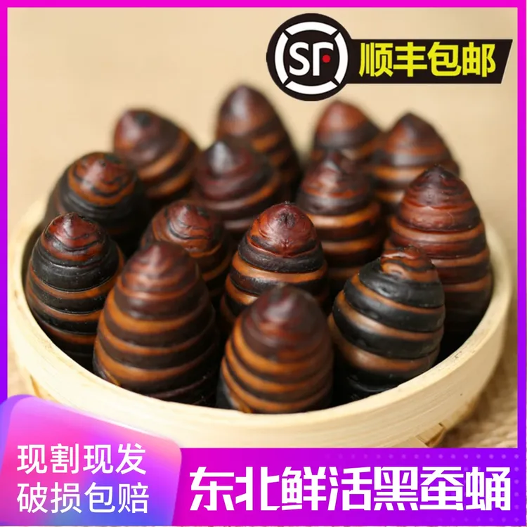 2024东北特产柞蚕蛹新鲜活蚕蛹大体黑蚕蛹活茧蛹蝉蛹500g包邮