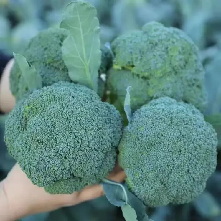 山东寿光春秋种业优质西蓝花秧苗高产种苗农家蔬菜种苗蔬菜苗秧