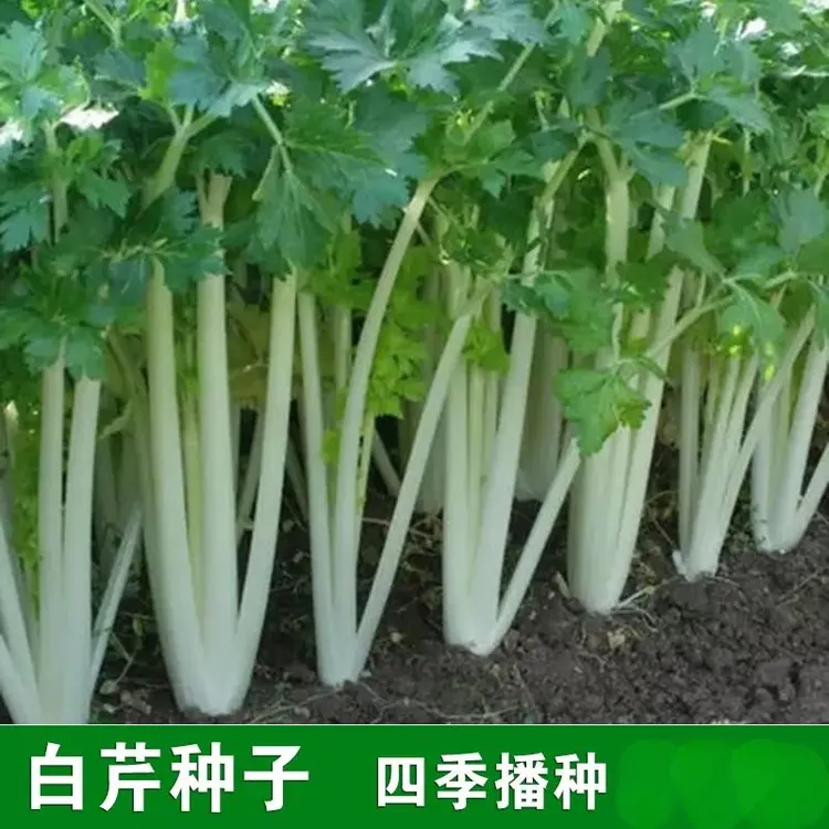 白芹菜种籽四川白杆芹菜白梗芹菜春夏秋冬四季阳台盆栽蔬菜种庭院