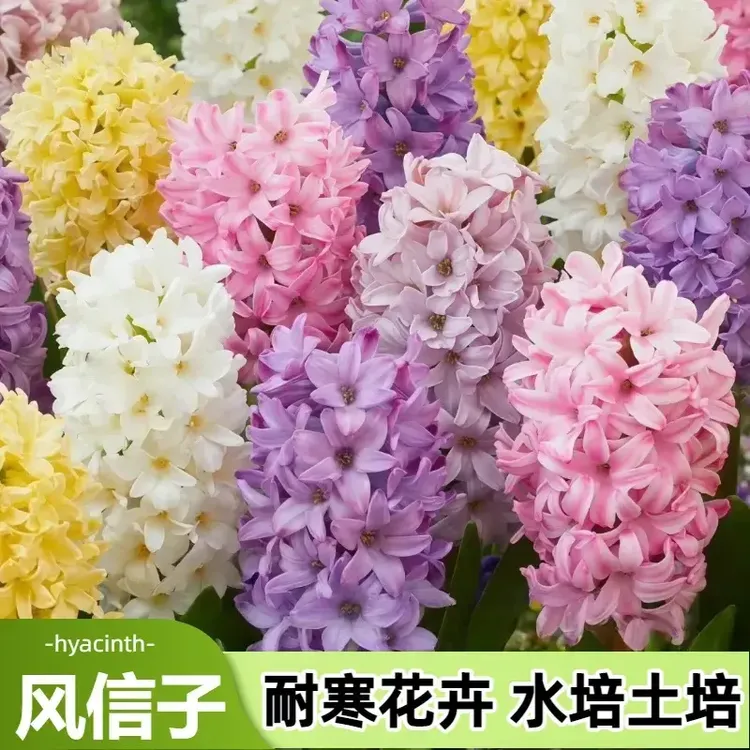 荷兰进口风信子种球土培水培种球阳台庭院种植浓香型好养耐寒花卉