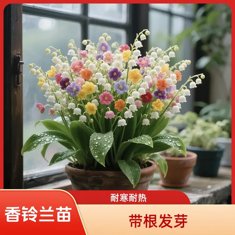【发芽带根】香铃兰花苗阳台风多年生幻变浓香铃兰绿植盆栽耐寒耐热