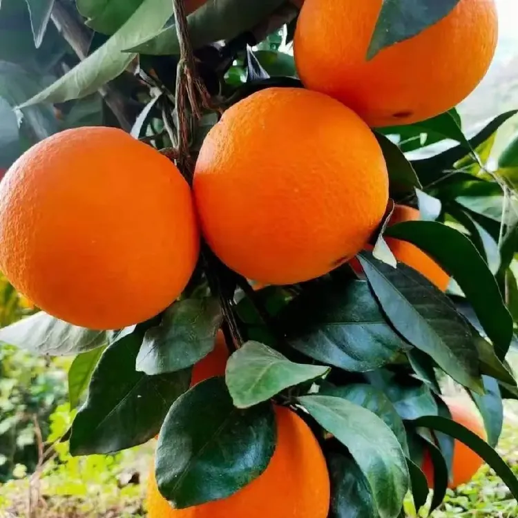 重庆巫山纽荷尔脐橙新鲜水果现摘现发自家农产品