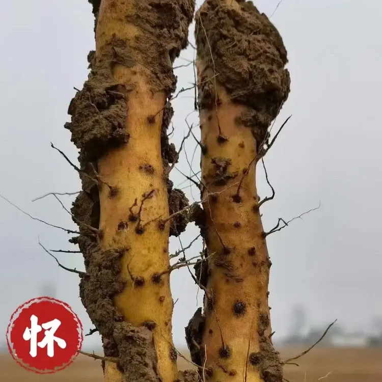 焦作垆土铁棍山药【古法种植】保正宗