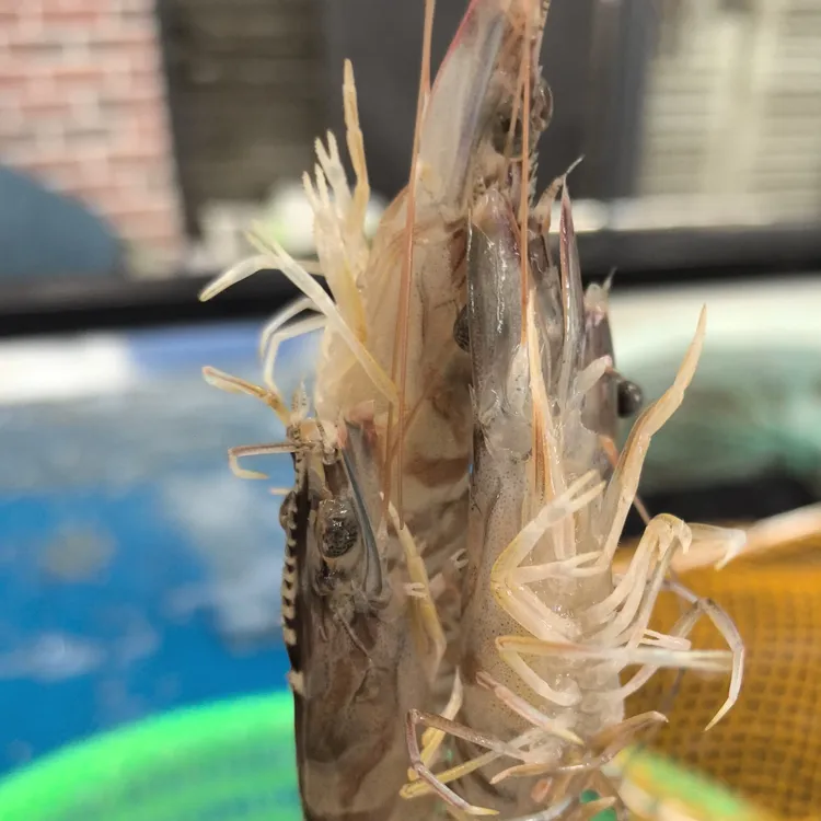 江苏射阳黄沙港新鲜竹节虾斑节虾活虾急冻发货