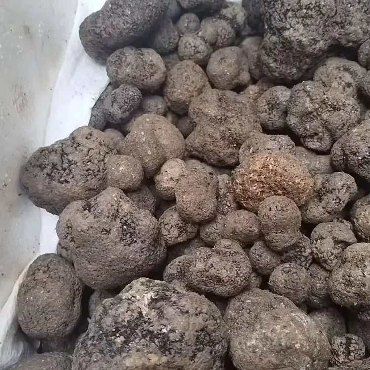  云南山货  黑松露 可以炖汤，清炒，刺身