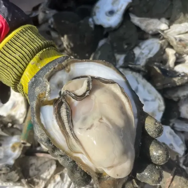 汕尾本港晨洲生蚝 生蚝天花板 1斤11-15个 上过电视的生蚝