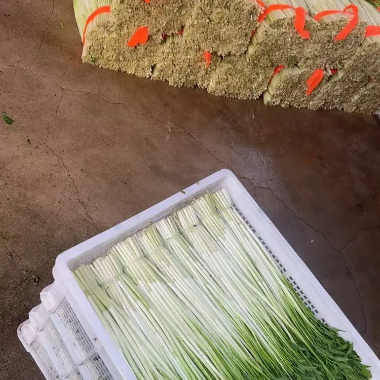 江苏大朱林本地无节水芹菜生态水培无公害现摘现发新鲜时令蔬菜