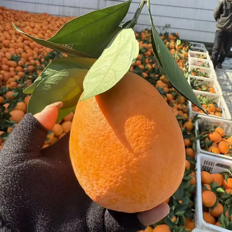 石门纽荷尔脐橙新鲜多汁自然熟手剥水果