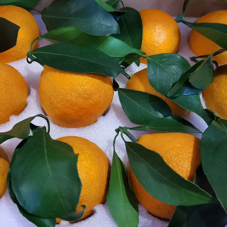 正宗象山红美人柑橘轻奢礼盒手提装《宁波象山柑橘优选》