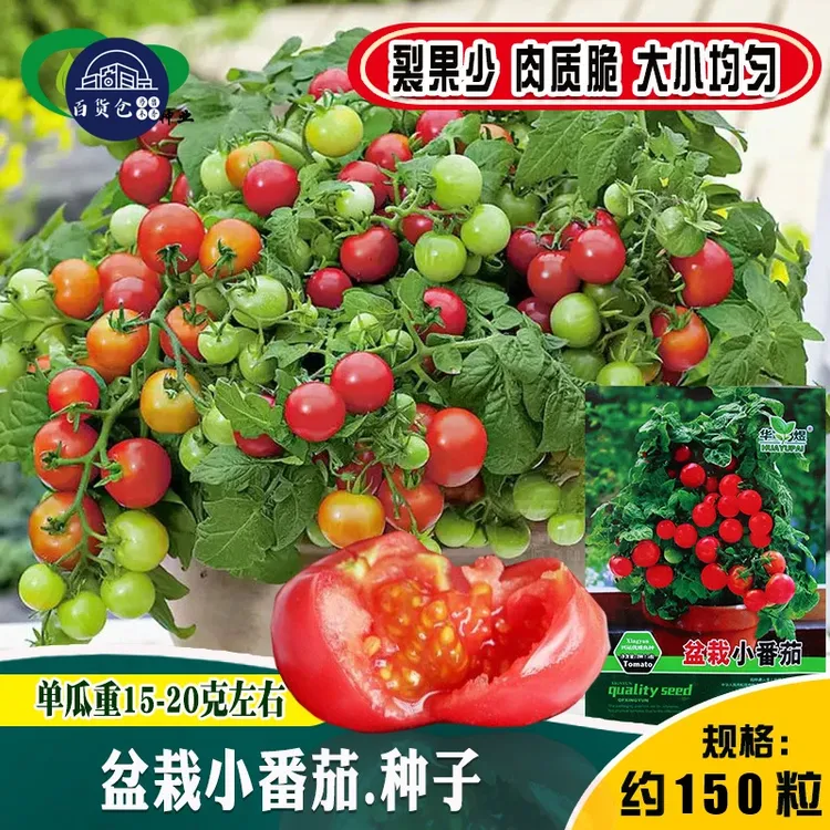 【新疆包邮】盆栽小番茄种子绿植摆件阳台车矮生小番茄盆栽摆件
