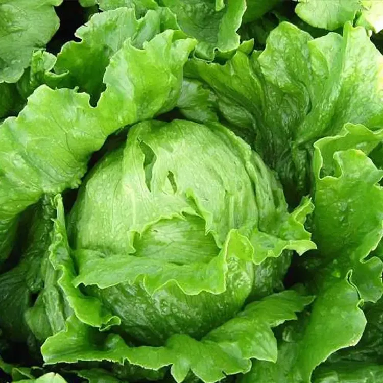 【结球生菜种子】球生菜春夏秋四季播生菜种子球形菜阳台蔬菜种子lz