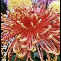 【金鸡报晓】大花富贵菊 九月大菊盆栽开花好看