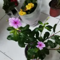 长春花盆栽花卉耐热耐晒好养适合阳台庭院观赏