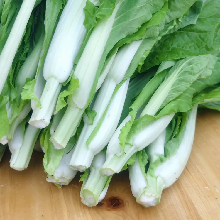 湖北新鲜白菜苔露天种植现摘现发应季蔬菜