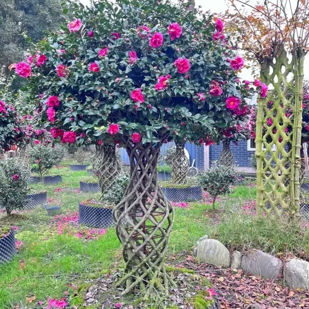 茶梅编艺系列作品/花开到春节/茶梅花瓶/茶梅方柱/茶梅葫芦/送礼