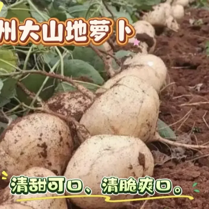 贵州本地农家沙土现挖凉薯新鲜地蔬菜萝卜白地瓜沙葛直发脆甜可口