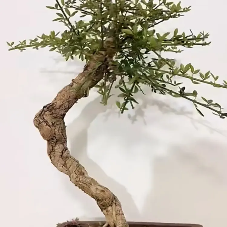 甘小迎春盆景造型小桩.老桩.高杆.矮霸好养好活阳台室外绿植盆景