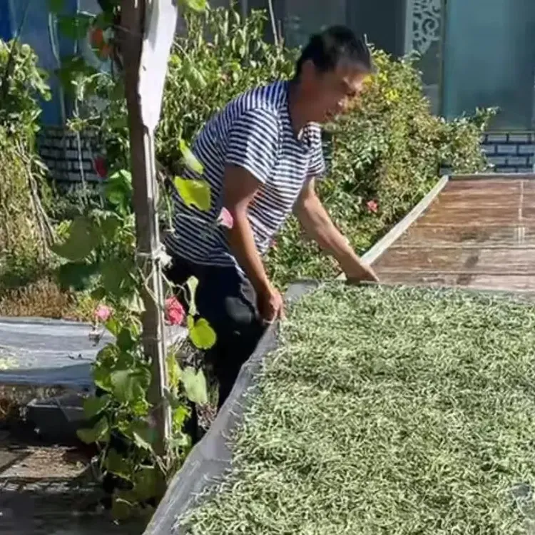 东北农家自然晾晒干豆角丝