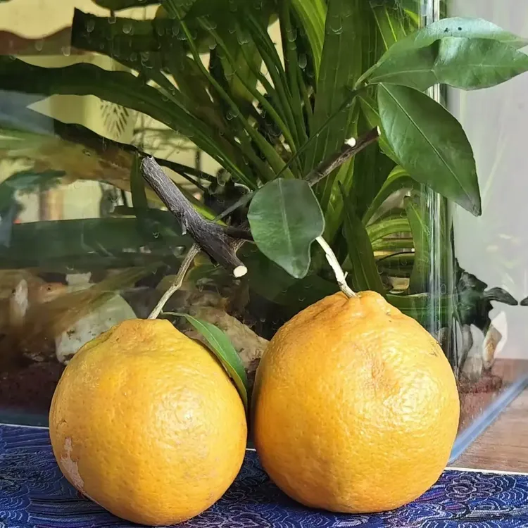 【呼市同城】四川椪柑果园新鲜采摘80-200中大果净重6斤