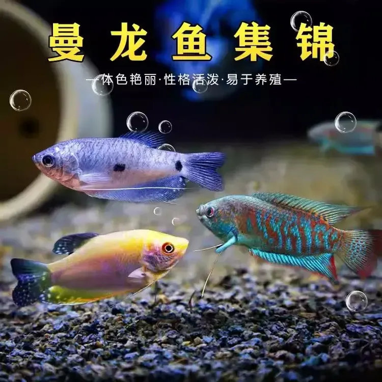 观赏曼龙鱼五彩招财丽丽鱼珍珠马甲好养耐活无需打氧冷水鱼