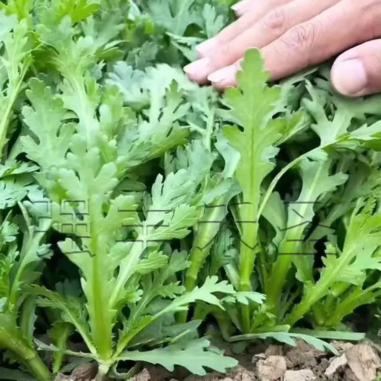 皇帝菜中叶茼蒿菜种子分叉多花叶茼蒿种子四季春菊菜蔬菜种子大全