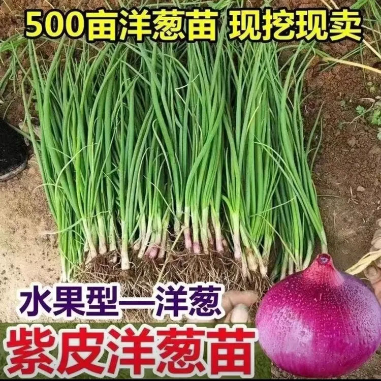 正宗紫皮洋葱苗水果紫皮洋葱苗优选紫皮圆葱苗各种菜苗秧苗