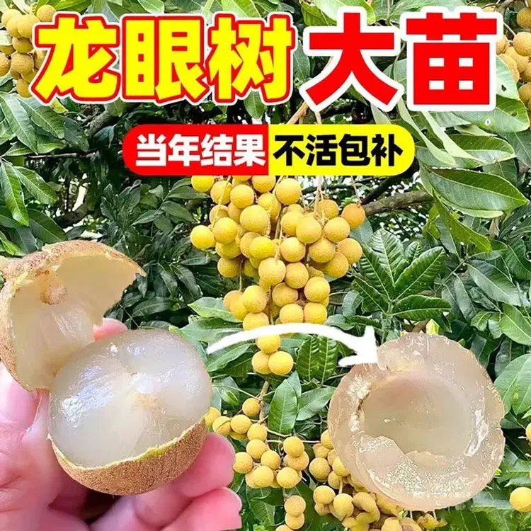 新品活动价】广西特大龙眼树苖四季龙眼树苗石硖储良桂圆苗盆栽地