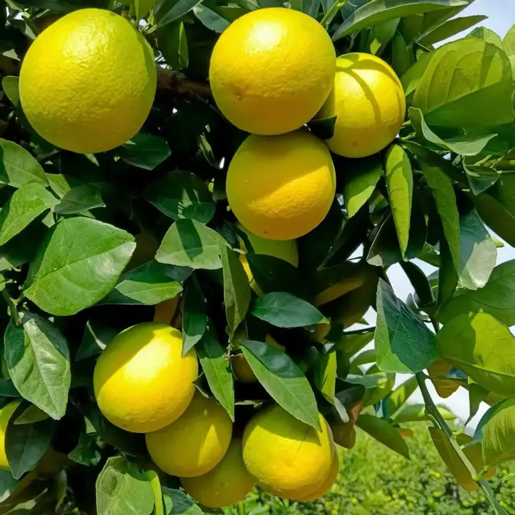 云南哀牢山锦红橙青皮薄皮现采现发汁多无渣酸甜适中爆汁