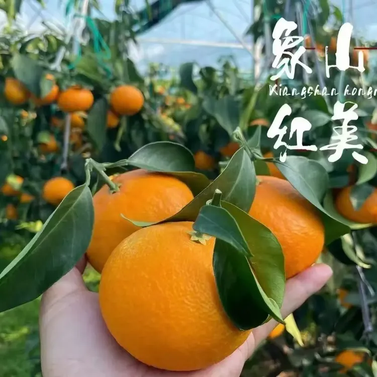 当季新鲜正宗象山红美人手剥橙子甘甜爆汁