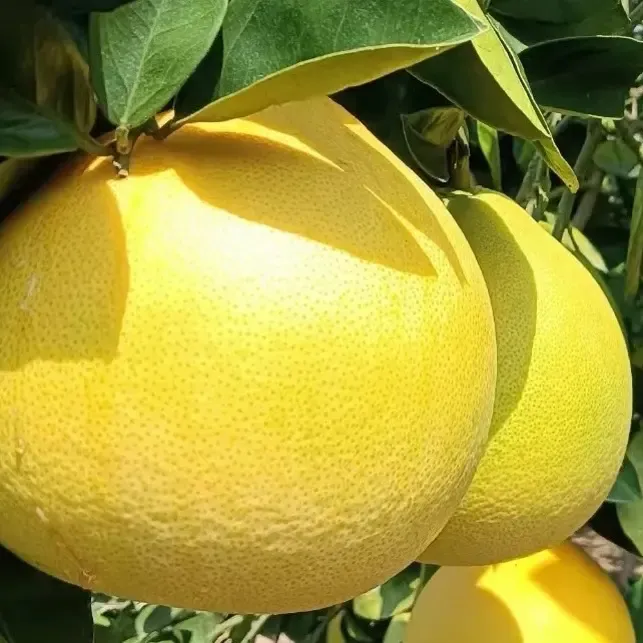 正宗安江老树冰糖柚（顺丰包邮，坏果包售后，正常开口不退不换）