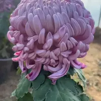 【北陆红玉】大花富贵菊 九月大菊盆栽开花好看