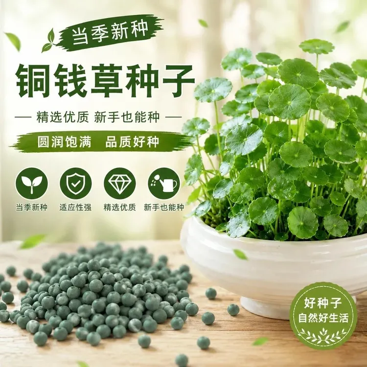 【铜钱草种子】家庭阳台小院盆栽地栽水培土培耐寒耐热jy2商品图