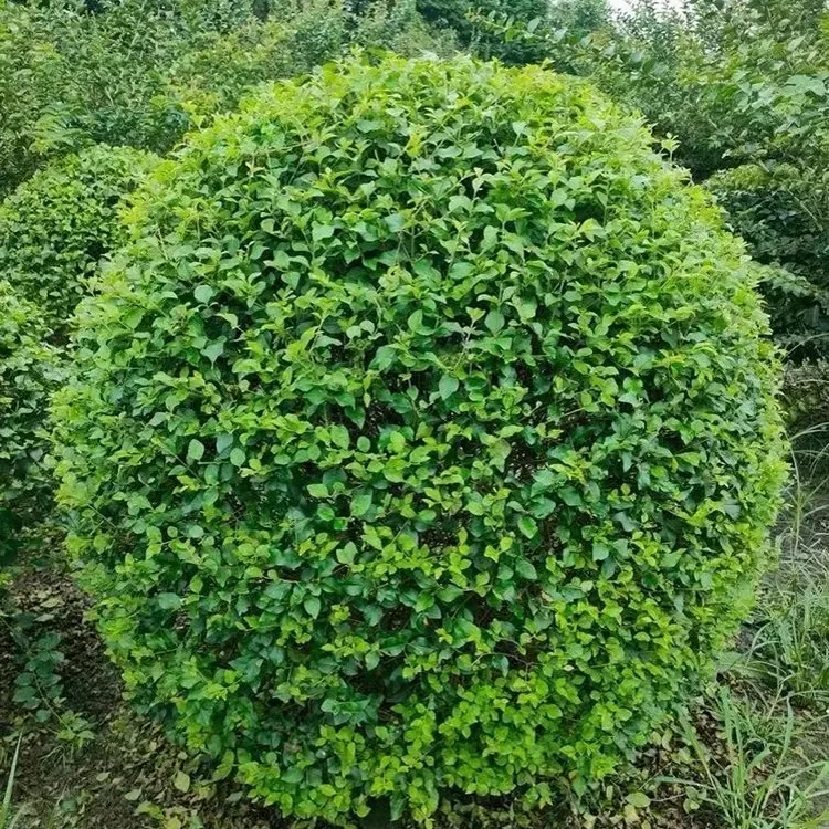 小叶女贞球庭院别墅风景树小区绿化树苗大全耐寒四季常青球形绿植