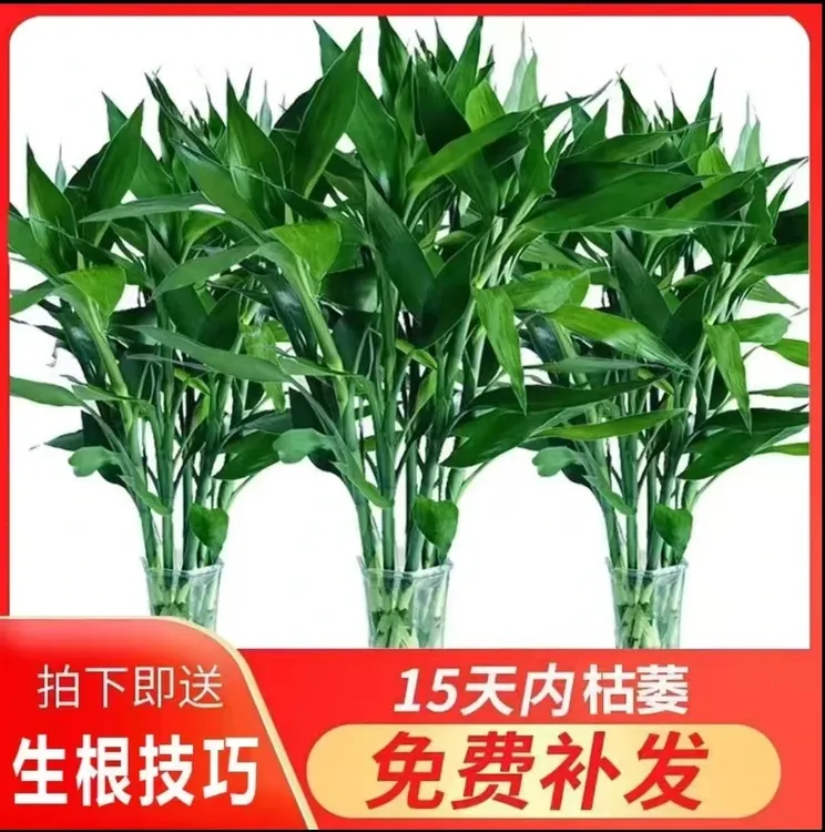 富贵竹小竹70-80厘米水培绿植花卉办公室居家客厅节节高净化空气