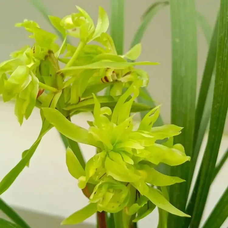 春兰花开富贵浓香型四季开花阳台易养活国兰