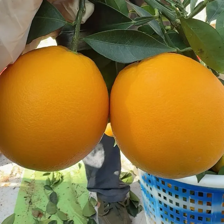 江西寻乌赣南脐橙新鲜当季甜橙子农家生态果现摘产地直发应季水果