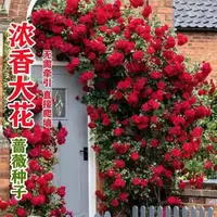 混色红刺梅爬藤花四季开花爬藤开花盆栽花卉