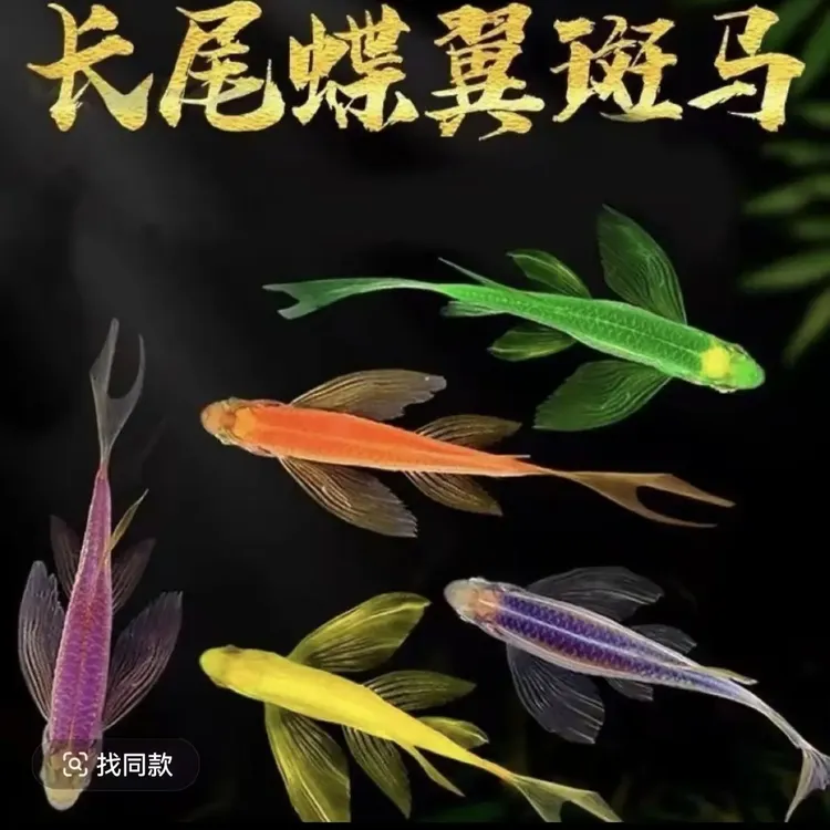 4+龙凤专拍10条+2条备损蝶翼斑马鱼长尾长鳍淡水观赏鱼