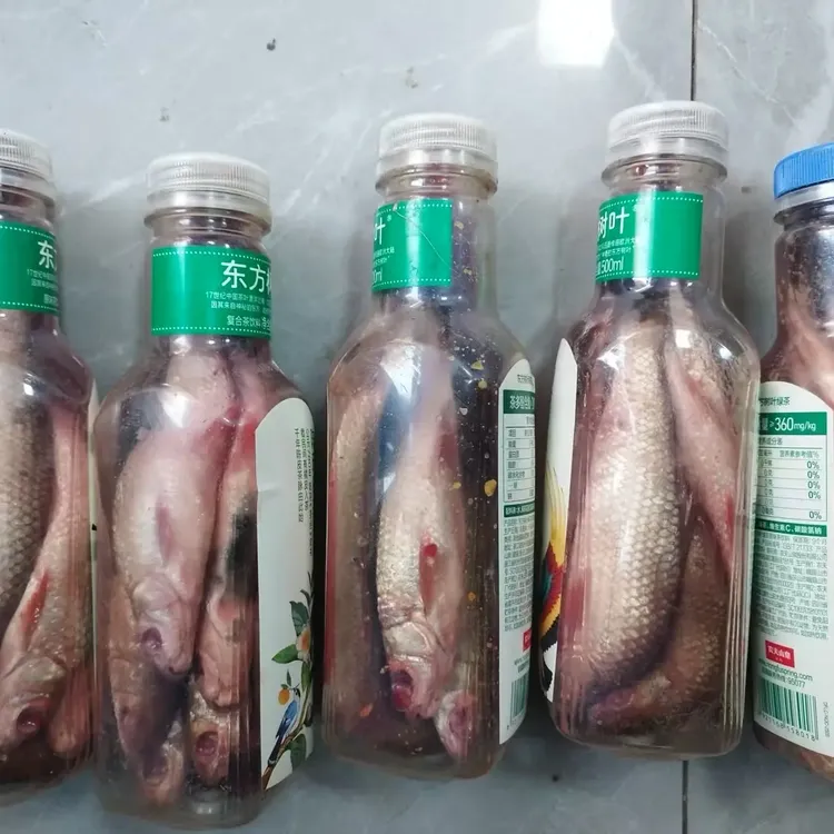虎鸽臭鱼发酵钓鲶鱼秘制鲮鱼饵料优选江河湖库野钓小药滂臭诱鱼