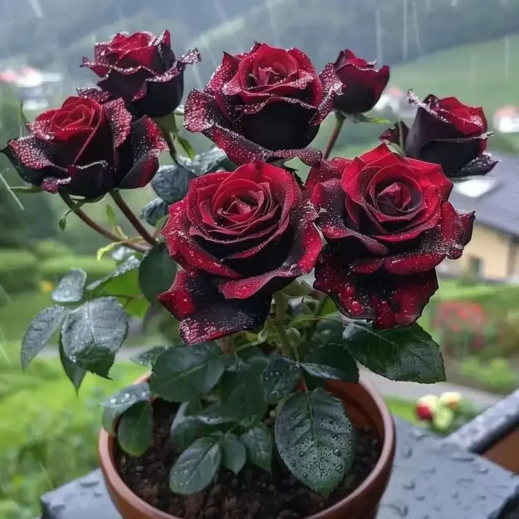 【开花四季】香水玫瑰爆款花卉大全绿植月季老桩根树苗盆栽植物耐