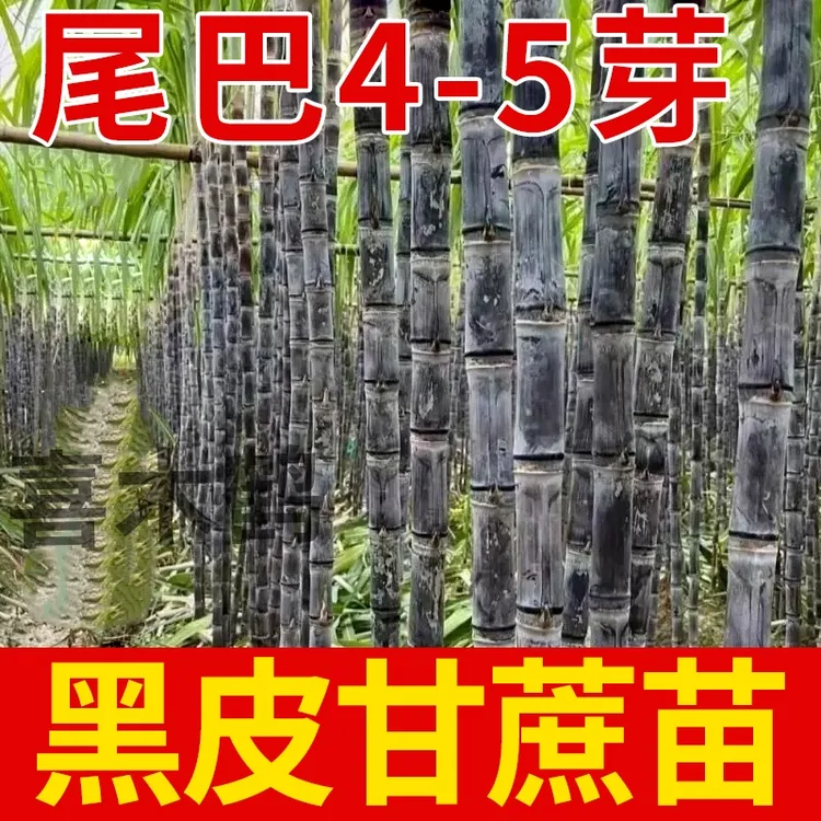 广西黑皮甘蔗苗种籽黄皮种子高产节3到7芽脆甜青皮甘蔗树苗甘蔗苗