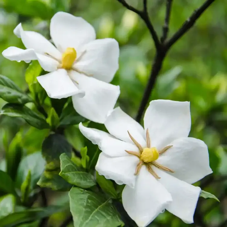 高山香雪桅子花绿植盆栽清香型耐热耐寒室内外均可种植的绿植花卉
