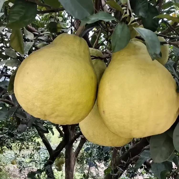 泸州合江老树真龙柚柚子新鲜应季水果纯甜无酸产地直发梅州沙田柚