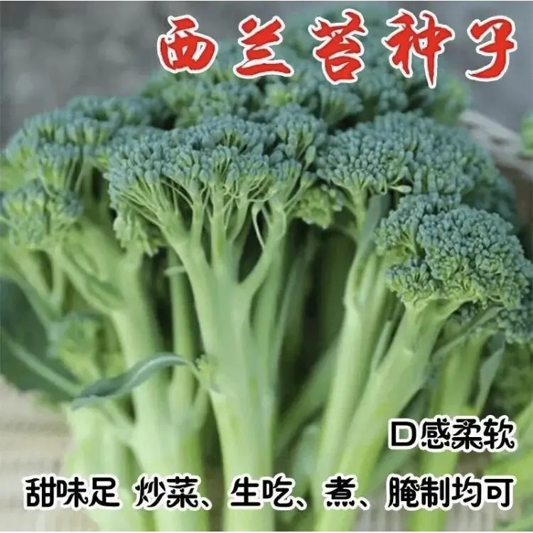 【西兰苔种子】正品西兰花菜苔四季种植农家蔬菜种子味道鲜美