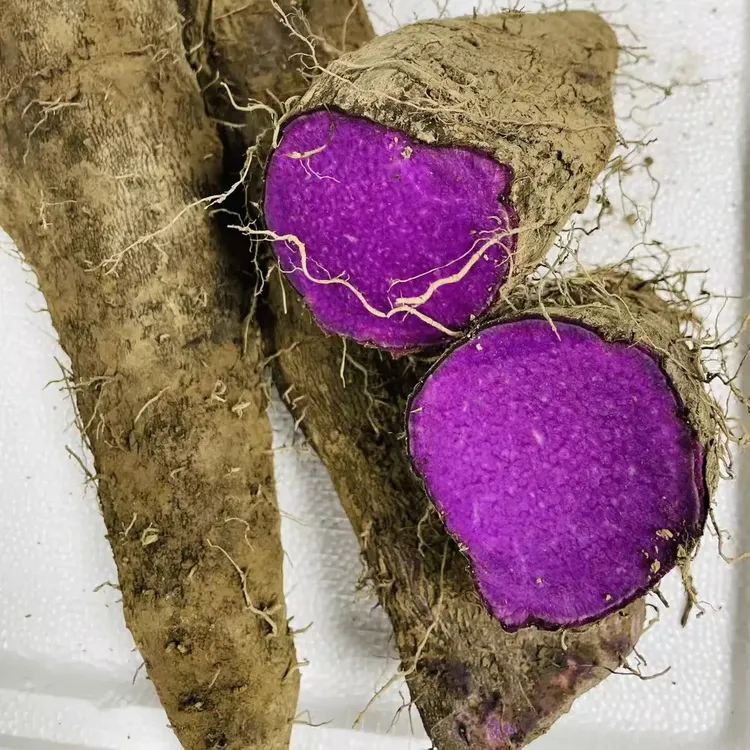 温州正宗紫山药现挖脚板薯农家紫薯红山药人参营养蔬菜新鲜辅食