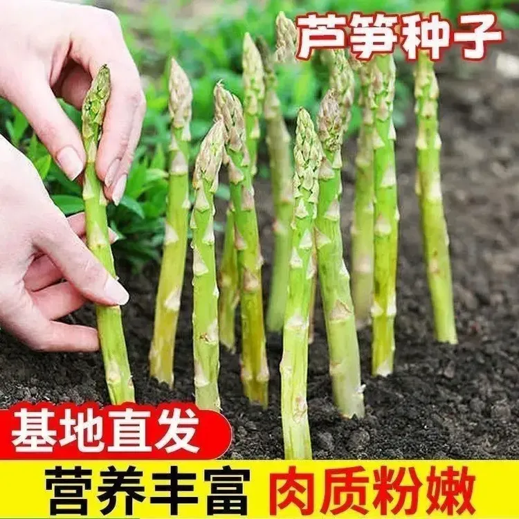 芦笋种子多年生耐寒抗热蔬菜品种阳台盆栽庭院地栽多季均可播种
