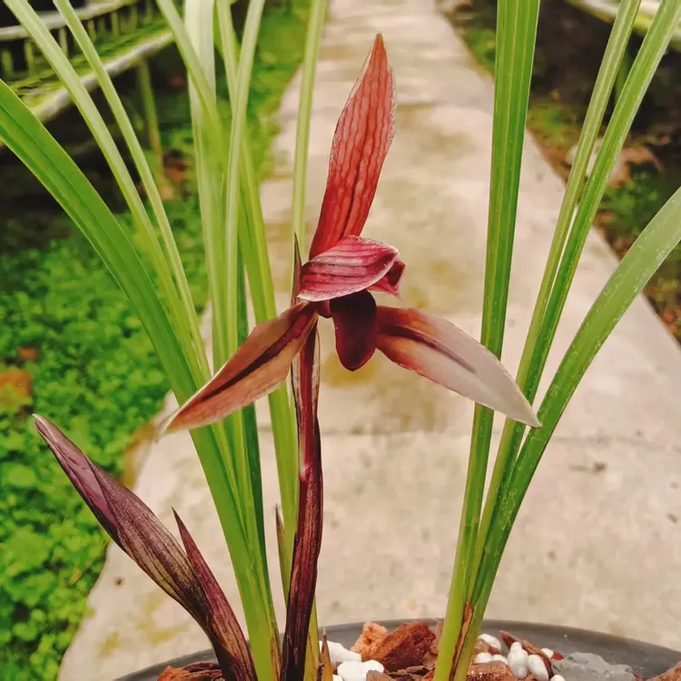 春兰经典名品腾越红素一苗150