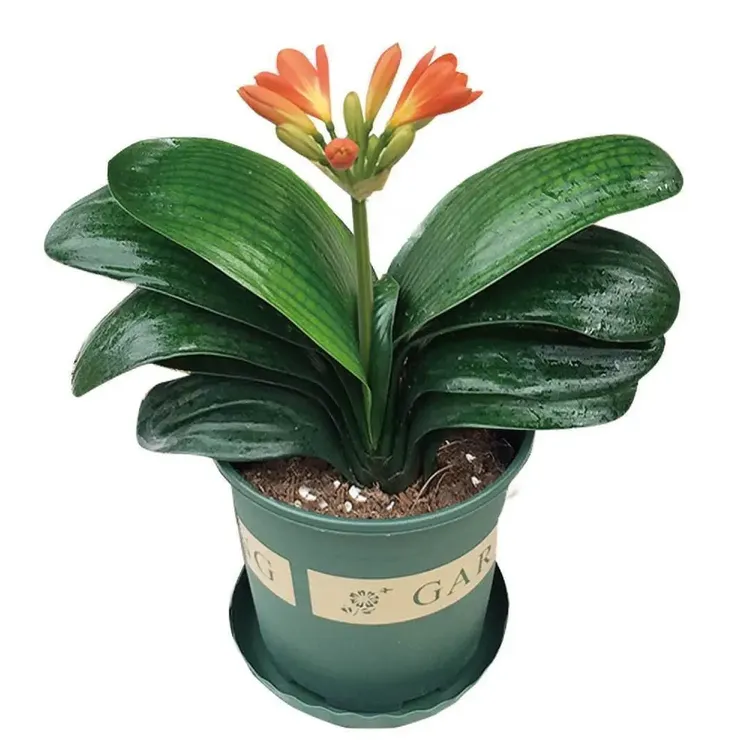 【精品】君子兰花君子兰四季常青植物蝴蝶兰花苗盆栽好养活当年开花